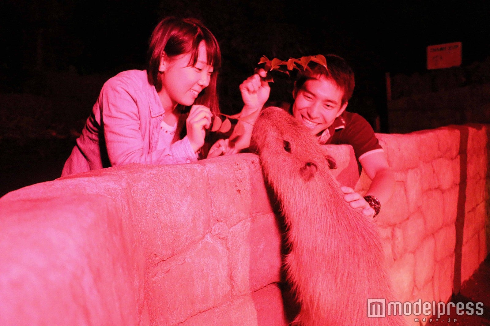 ナイトカピバラエサやり／画像提供：伊豆シャボテン公園