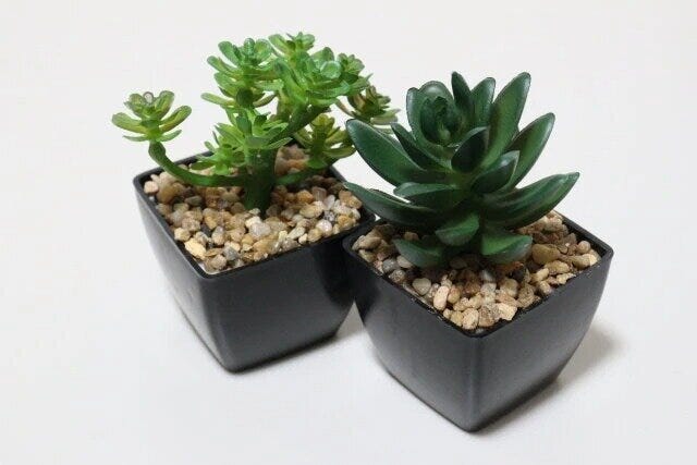 ダイソー　多肉ポット（A）　多肉ポット（B）