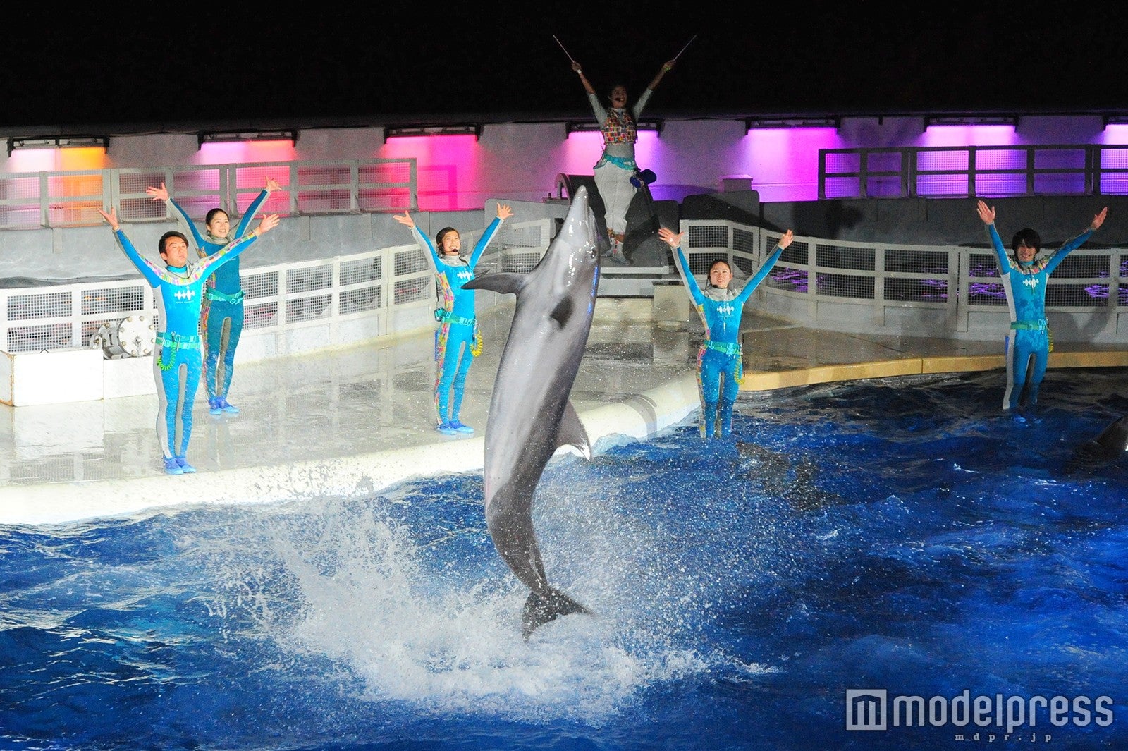 夜限定のイルカパフォーマンス「イルカ night LIVE きいて音（ネ）」／画像提供：京都水族館