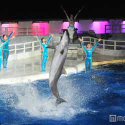 夜限定のイルカパフォーマンス「イルカ night LIVE きいて音(ネ)」/画像提供:京都水族館