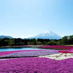 今年は芝桜は計7種類が咲く／画像提供：富士急行