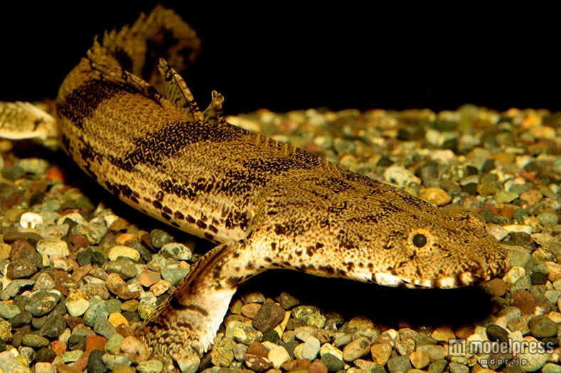 ポリプテルス／画像提供：京都水族館