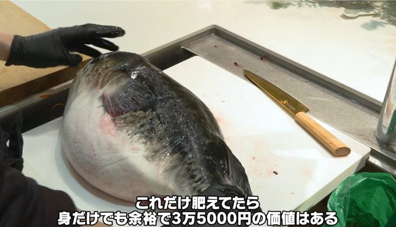 3万5千円の巨大トラフグ購入の金子。2.5キロの高級白子を引き当てる！