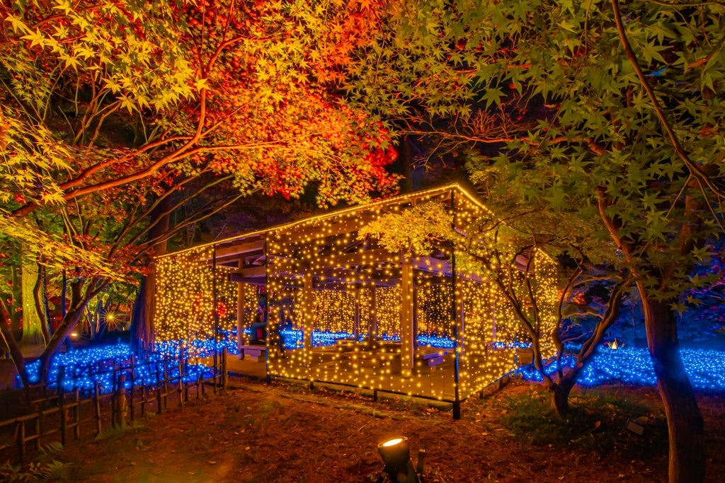 鮮やかな紅葉とイルミネーションの競演（撮影：丹地敏明）