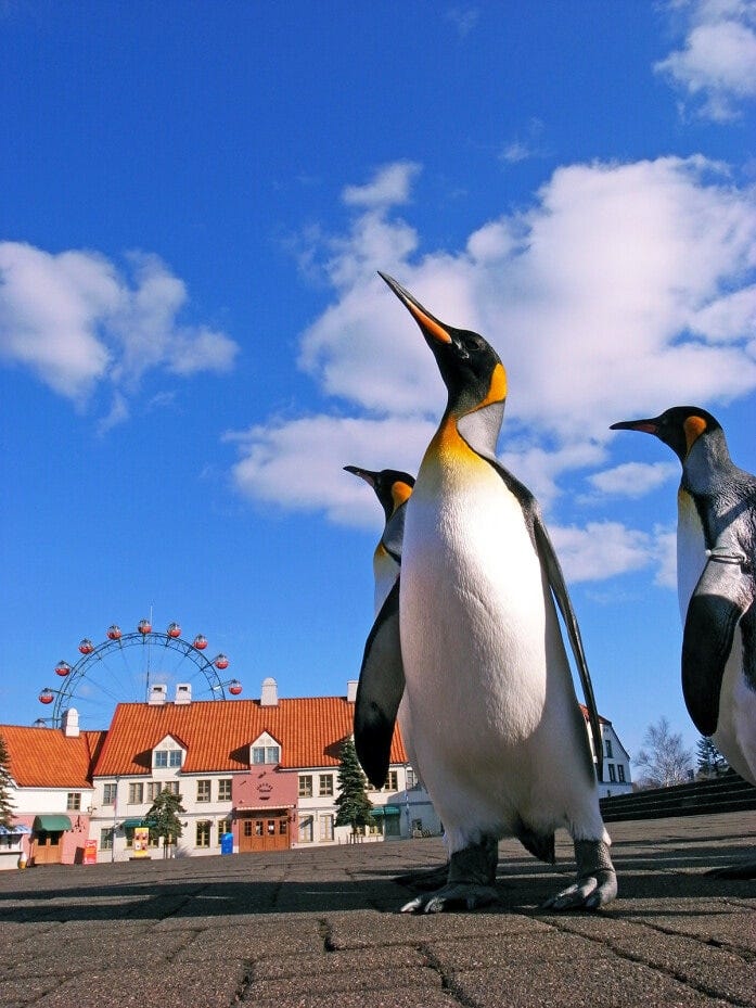 登別マリンパークニクス名物の「ペンギンパレード」