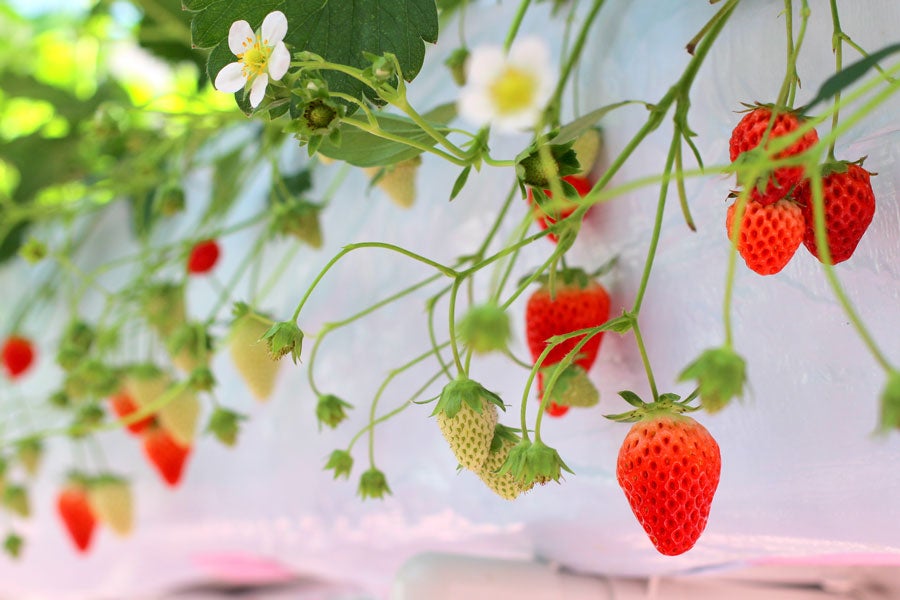 東京ストロベリーパーク ハウス