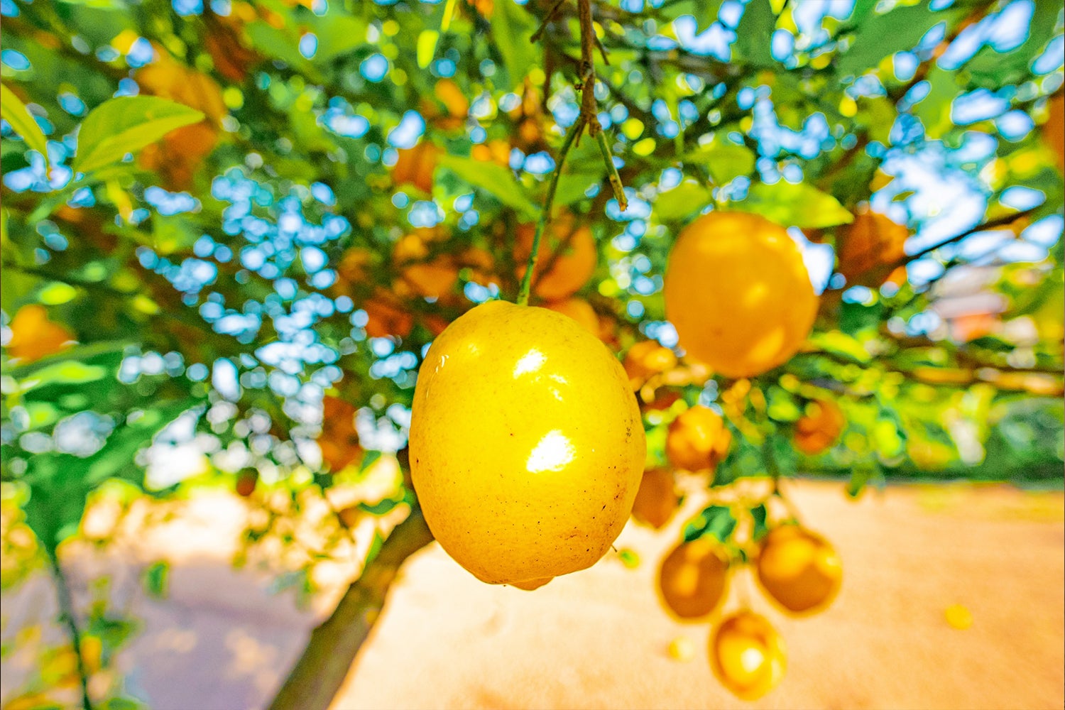 レモンファームグランピングしまなみ／画像提供：ブッキングリゾート