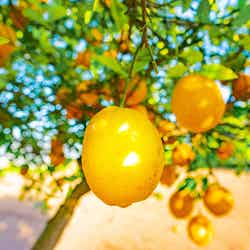 レモンファームグランピングしまなみ/画像提供:ブッキングリゾート