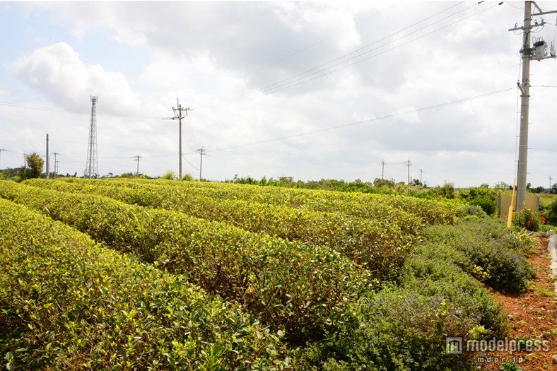 一面に広がる茶園では、紅茶づくり体験も出来る