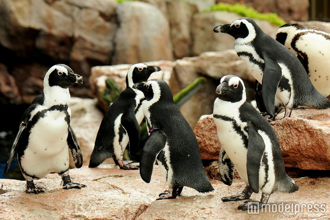 ケープペンギンたち／画像提供：京都水族館