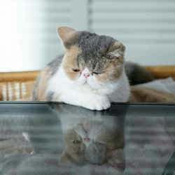オトナ女子 愛猫 ちくわ ぶちゃかわで癒やされる 月9 5 9 キャストからも人気 モデルプレス