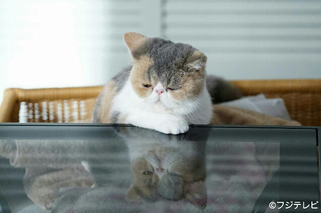 オトナ女子 愛猫 ちくわ ぶちゃかわで癒やされる 月9 5 9 キャストからも人気 モデルプレス オトナ女子 愛猫 ちくわ ぶちゃかわで癒やされる 月9 5 9 キャストからも人気 モデルプレス