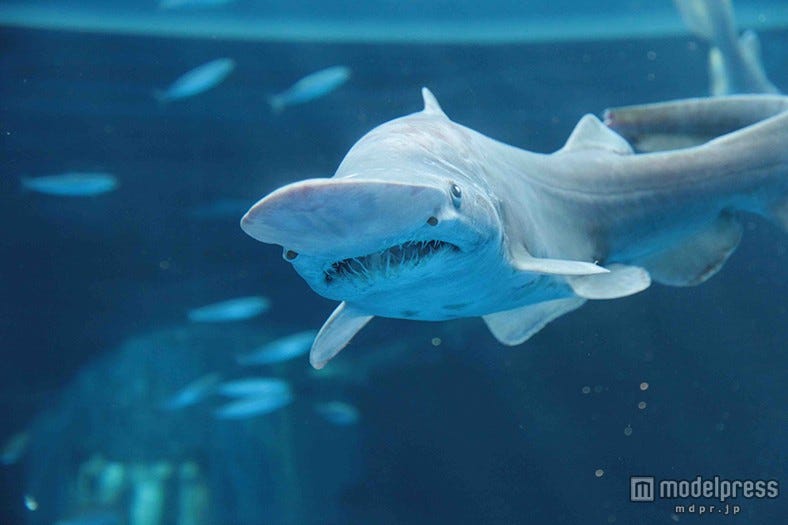 神秘的な深海生物の新展示が八景島シーパラダイスに誕生