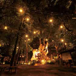 幻想的な大楠のライトアップ、本物の木霊がひょっこり現れそう(提供画像)