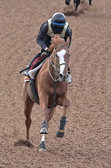 【秋華賞】サムシングスイート 7枠14番外め枠も問題なし 伊藤大師「状態面も問題ない」馬体重は前走と同程度に