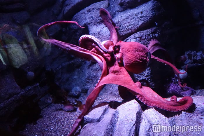 「モントレーベイ水族館」(C)モデルプレス