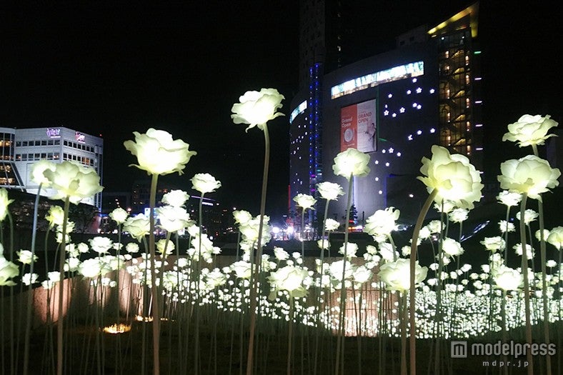 東大門デザインプラザ LEDバラ庭園／画像提供：韓国観光公社