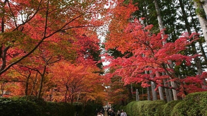 金剛峯寺から根本大塔へ向かう道の鮮やかな紅葉(2021年11月6日撮影)