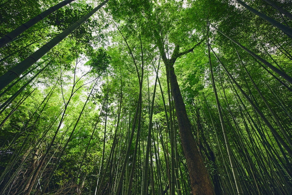 コース2：ささやきの竹林／画像提供：ポケモン