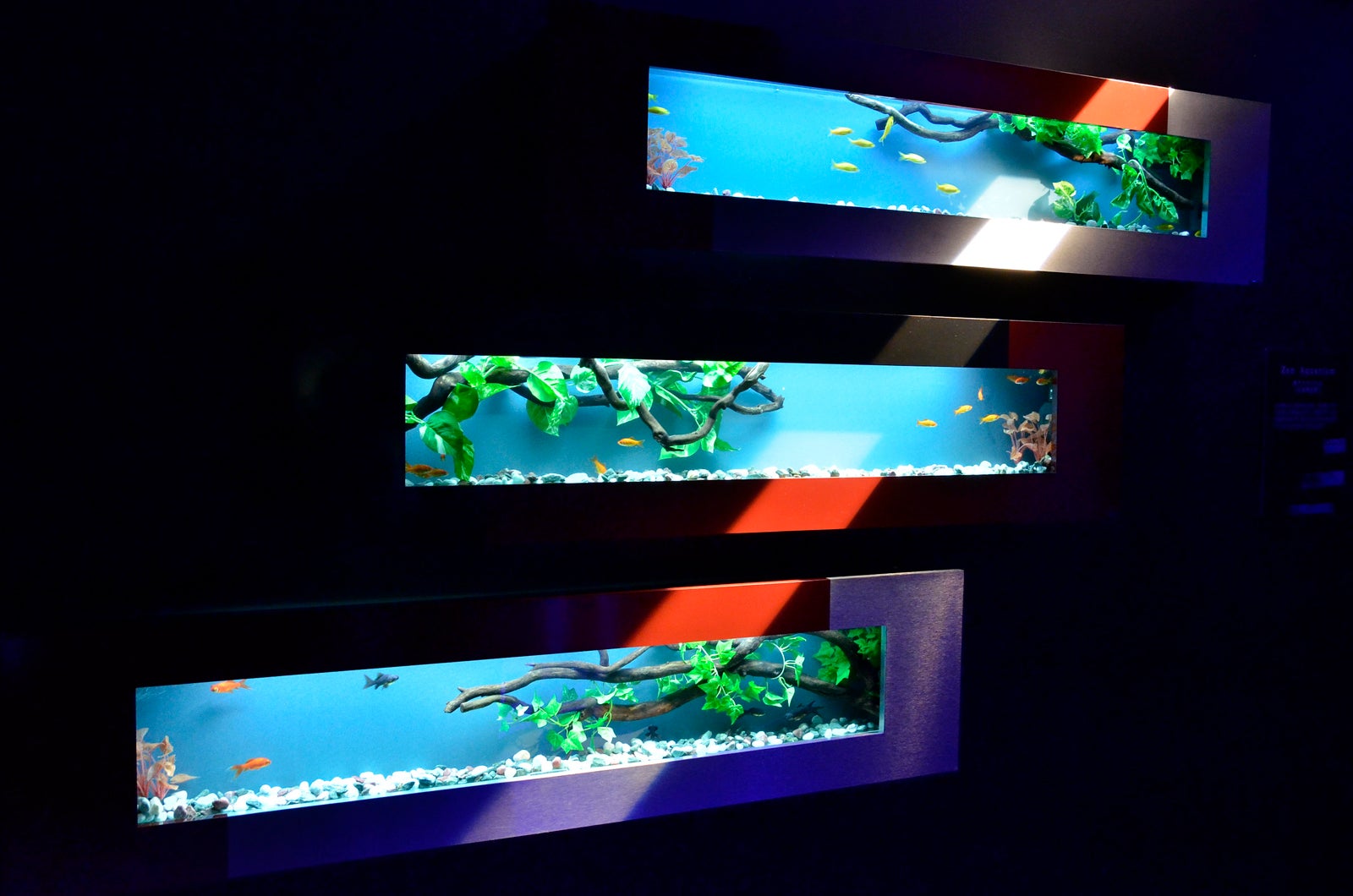 禅アクアリウム／画像提供：アートアクアリウム実行委員会