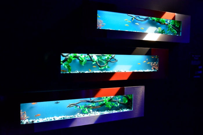 禅アクアリウム／画像提供：アートアクアリウム実行委員会