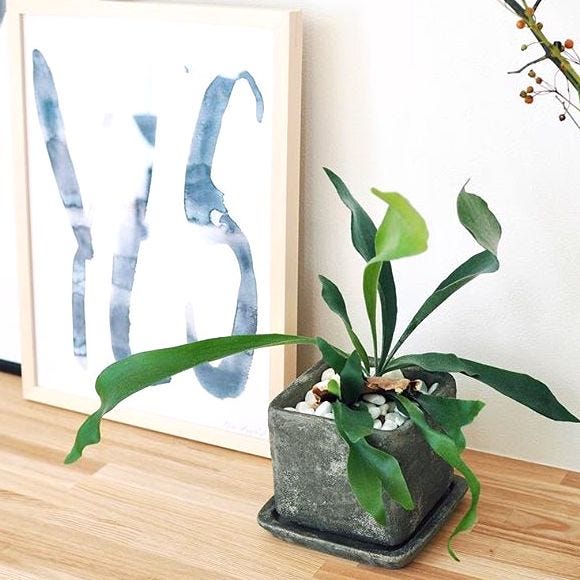 風水的におすすめのコウモリランの飾り方って 運気アップの方角や置き場所を解説 モデルプレス 風水的におすすめのコウモリランの飾り方って 運気アップの方角や置き場所を解説 モデルプレス