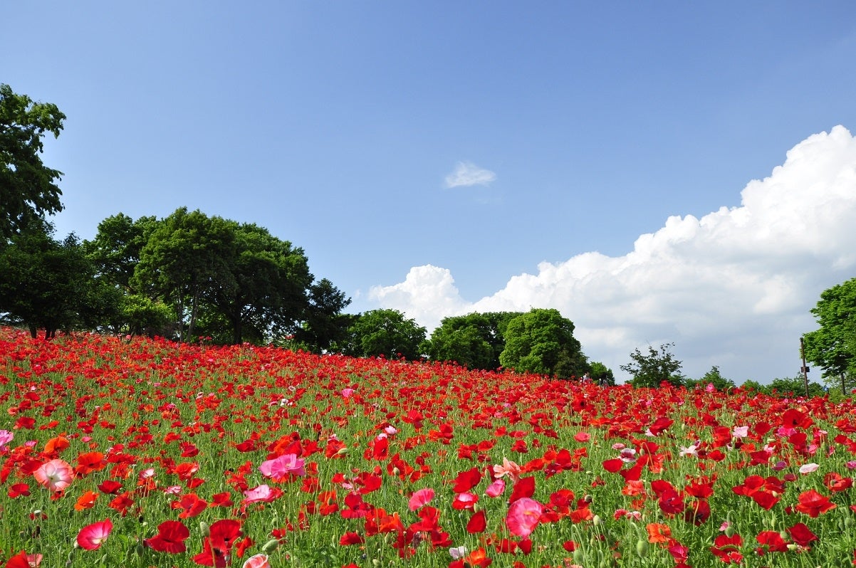 ポピー180万本咲く“真っ赤なじゅうたん”が美しい！初夏だけの絶景が見頃に／画像提供：国営昭和記念公園管理センター