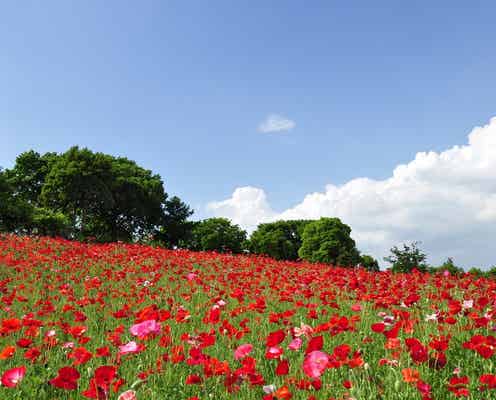 ポピー180万本咲く“真っ赤なじゅうたん”が美しい!初夏だけの絶景が見頃に