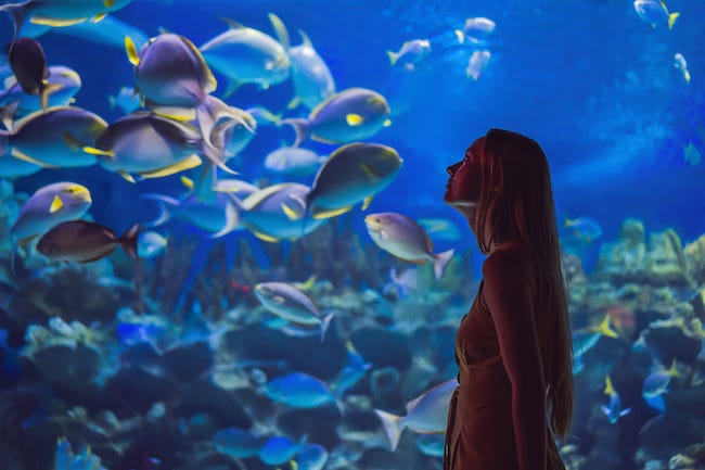 【彼の本音】女性を《水族館デート》に誘う理由