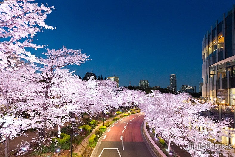 さくら通りの桜ライトアップ
