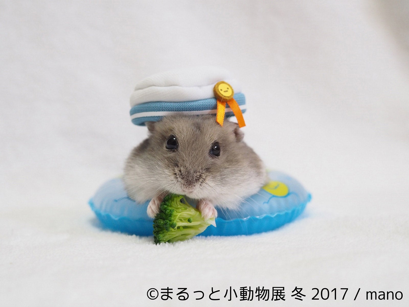 「まるっと小動物展 冬 2017」／画像提供：株式会社BACON