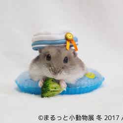 「まるっと小動物展 冬 2017」/画像提供:株式会社BACON