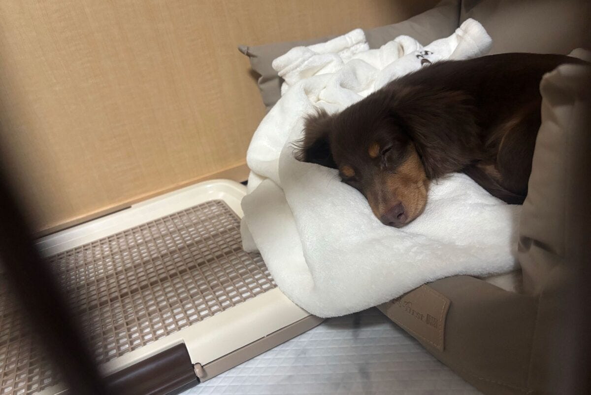 ケージで眠るミロくん