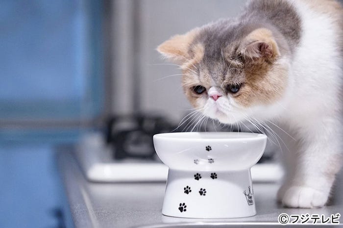 愛猫“ちくわ”「オトナ女子」第5話・場面カット/画像提供:フジテレビ