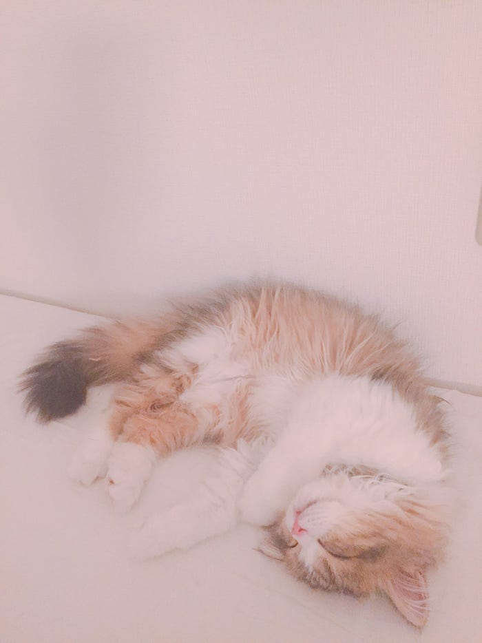 ぽんず/画像提供:所属事務所