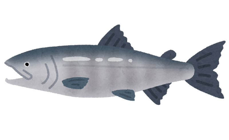 サケのイラスト(魚)