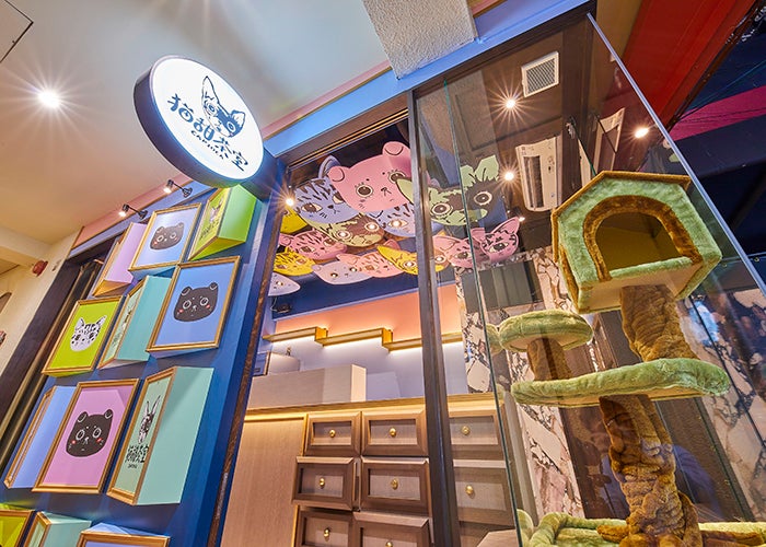 猫甜茶室capioca／画像提供：家木