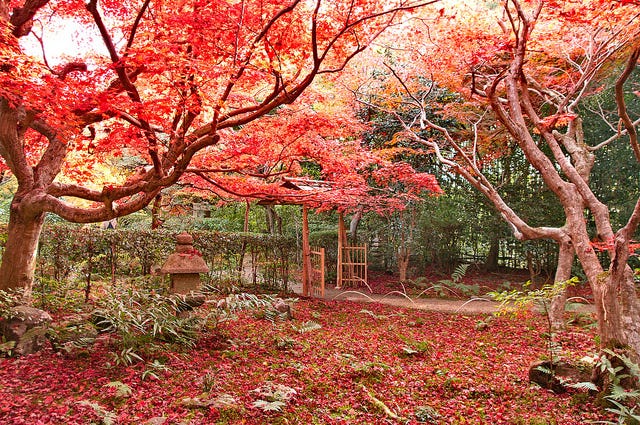 紅葉の時期しか入れない、京都の隠れた名所とは