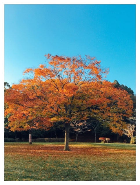 北野日奈子オフィシャルブログより （C）モデルプレス