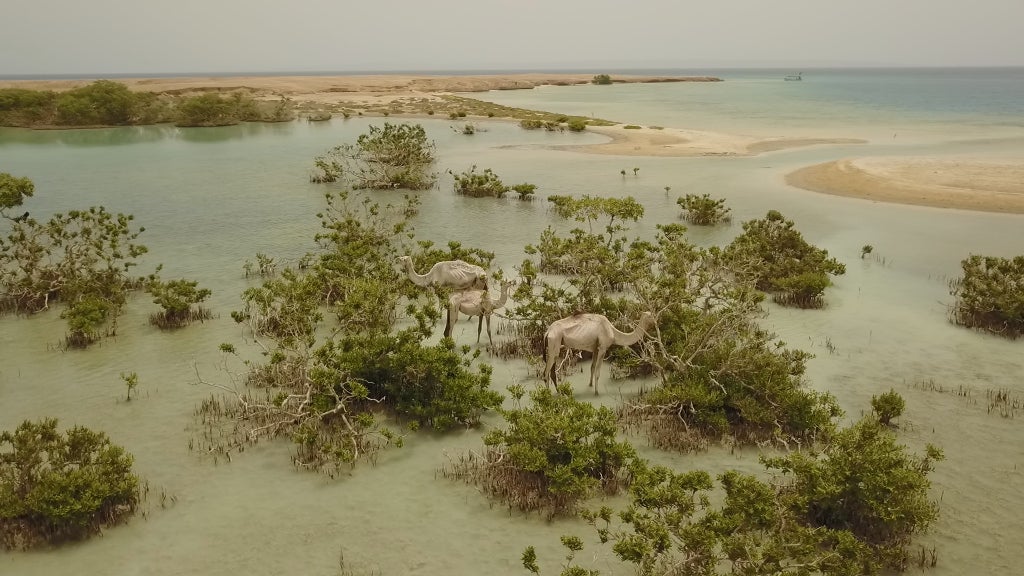 砂漠の湿地に出来たマングローブ林をエサとするラクダの群れ（C）TBS