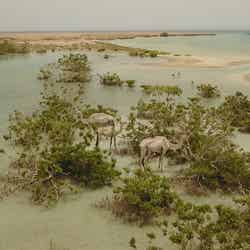 砂漠の湿地に出来たマングローブ林をエサとするラクダの群れ(C)TBS