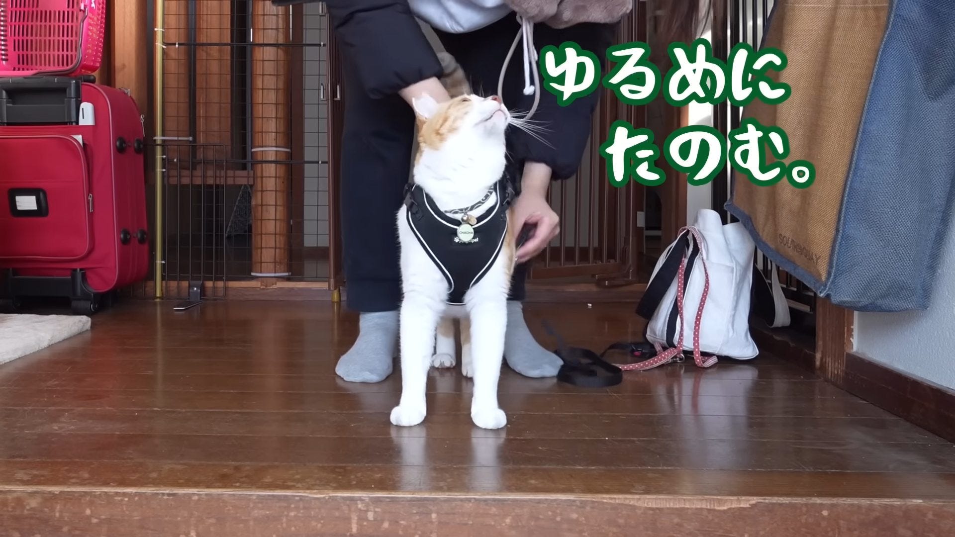 チャチャモテすぎ！！メス猫が家までついてきた！