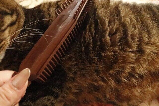 ダイソーのブラッシングができるお掃除ソフトブラシ