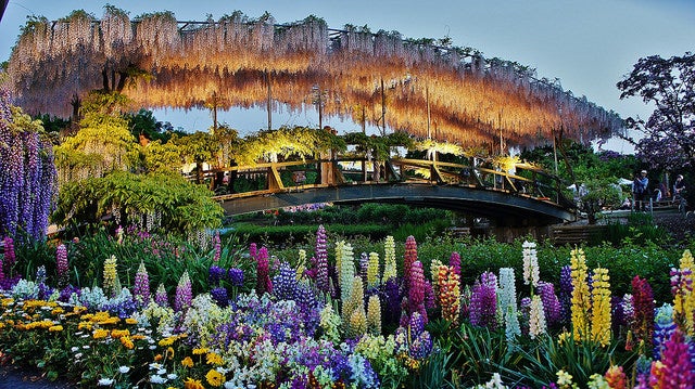春の花に癒やされよう！ピクニック気分で出かけたい春の開花スポット5選／あしかがフラワーパーク／Wisteria at Ashikaga Flower Park by Manish Prabhune