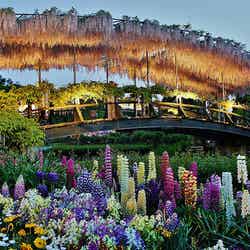 春の花に癒やされよう!ピクニック気分で出かけたい春の開花スポット5選/あしかがフラワーパーク/Wisteria at Ashikaga Flower Park by Manish Prabhune