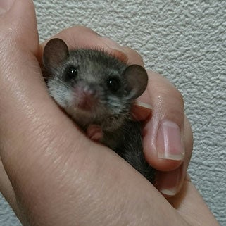 アフリカヤマネ／画像提供：北野坂　か和うそCafe