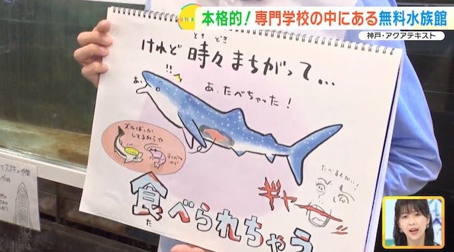 【兵庫】大人も子どもも無料で楽しめる！学校内にある「穴場の水族館」