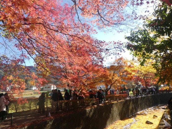 紅葉のトンネルで写真を撮る人たちと(2017年11月12日撮影)