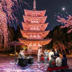 京都の世界遺産で夜桜アートイベント「醍醐花見」3月27日から 醍醐寺が光の桜絵巻に
