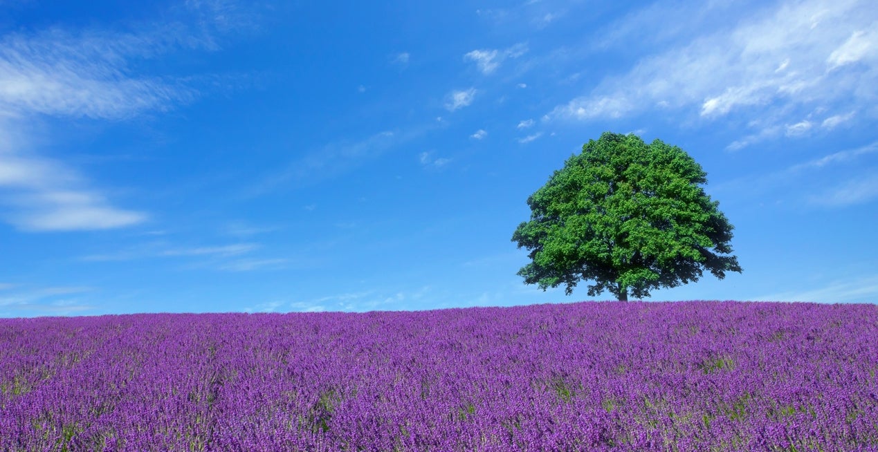 北海道のラベンダー畑